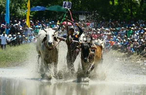 Bay Nui Cow Racing: An Giang's Thrilling Cultural Festival - image 1