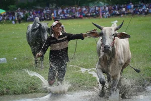 Bay Nui Cow Racing: An Giang's Thrilling Cultural Festival - image 4