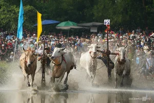 Bay Nui Cow Racing: An Giang's Thrilling Cultural Festival - image 2