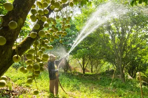 The Golden Harvest: Discovering the Baccaurea Sapida Season on Cam Mountain, An Giang - image 6