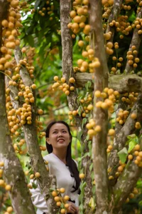 The Golden Harvest: Discovering the Baccaurea Sapida Season on Cam Mountain, An Giang - image 3