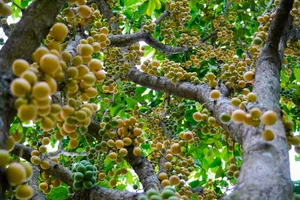 The Golden Harvest: Discovering the Baccaurea Sapida Season on Cam Mountain, An Giang - image 1