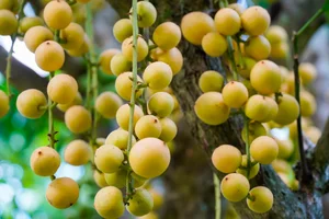 The Golden Harvest: Discovering the Baccaurea Sapida Season on Cam Mountain, An Giang - image 5