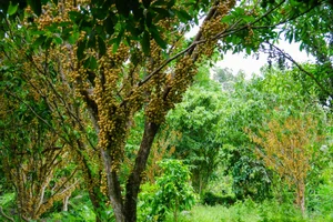 The Golden Harvest: Discovering the Baccaurea Sapida Season on Cam Mountain, An Giang - image 0