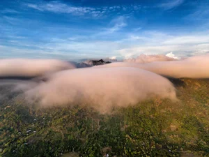 The Golden Harvest: Discovering the Baccaurea Sapida Season on Cam Mountain, An Giang - image 2