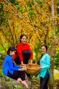 The Golden Harvest: Discovering the Baccaurea Sapida Season on Cam Mountain, An Giang - image 4