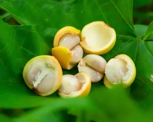 The Golden Harvest: Discovering the Baccaurea Sapida Season on Cam Mountain, An Giang - image 7