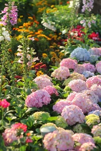Lost in the shimmering beauty of the spring flower carpet by Hoan Kiem Lake - image 3