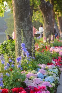 Lost in the shimmering beauty of the spring flower carpet by Hoan Kiem Lake - image 6