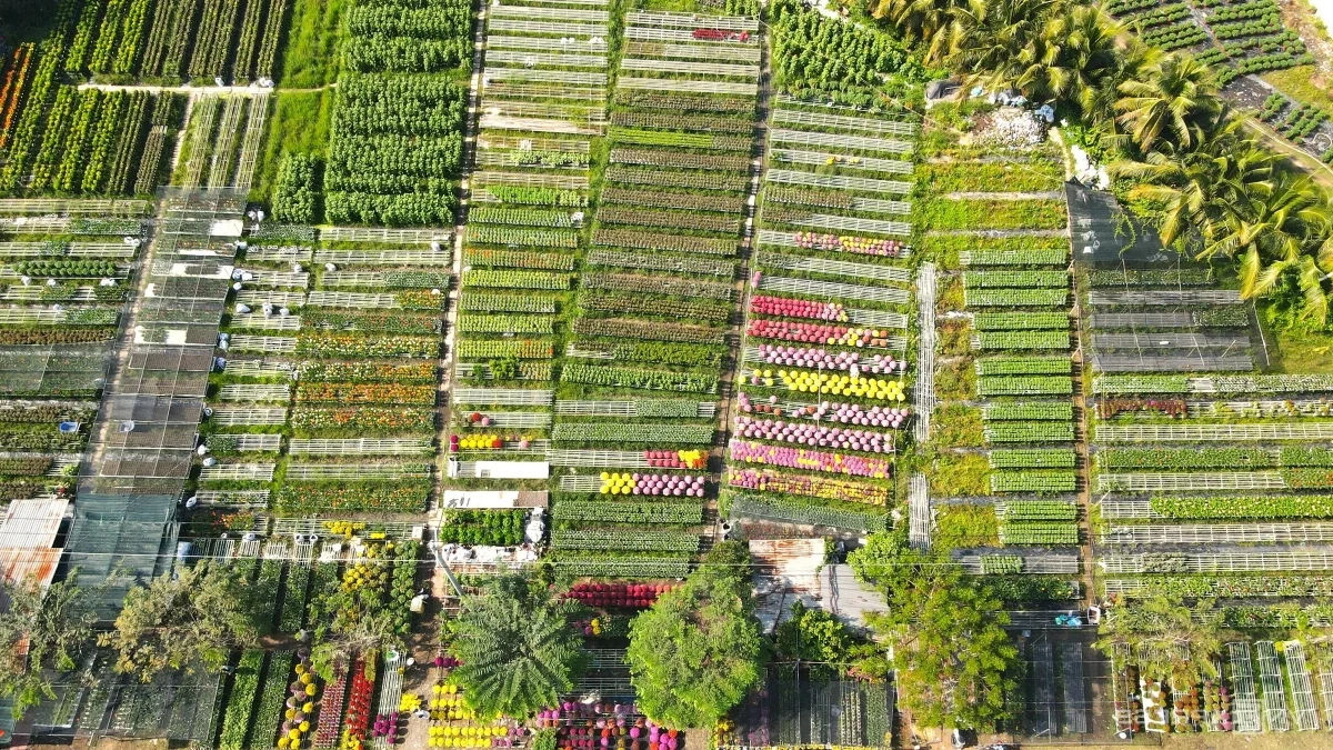 Exploring the Vibrant Sa Dec Flower Village During Vietnam's Tet Festival