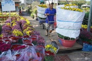 Exploring the Vibrant Sa Dec Flower Village During Vietnam's Tet Festival - image 7