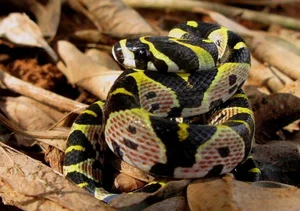 Discovering the Most Vibrant and Unique Snake Species Found in Vietnam - image 1