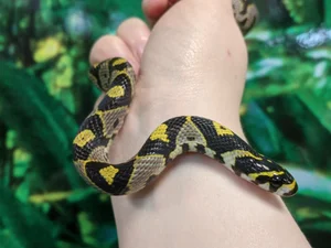 Discovering the Most Vibrant and Unique Snake Species Found in Vietnam - image 3