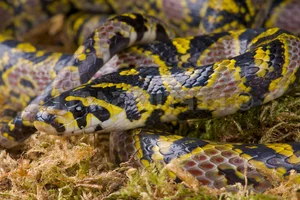 Discovering the Most Vibrant and Unique Snake Species Found in Vietnam - image 5