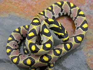 Discovering the Most Vibrant and Unique Snake Species Found in Vietnam - image 4