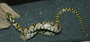Discovering the Most Vibrant and Unique Snake Species Found in Vietnam - image 7