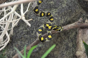Discovering the Most Vibrant and Unique Snake Species Found in Vietnam - image 6