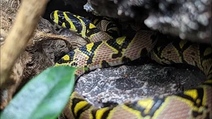 Discovering the Most Vibrant and Unique Snake Species Found in Vietnam - image 2