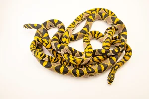 Discovering the Most Vibrant and Unique Snake Species Found in Vietnam - image 0