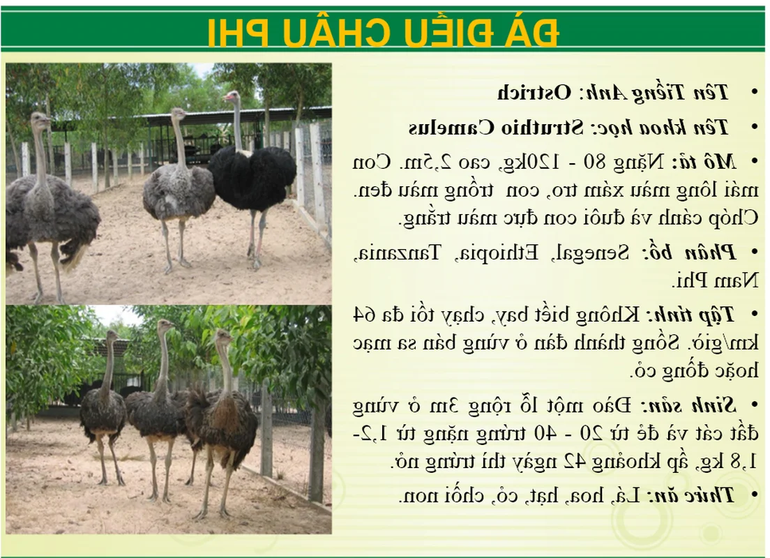 Wildlife Wonders at Vuon Xoai Eco-Tourism: Beyond the Tigers