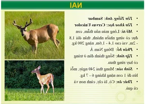 Wildlife Wonders at Vuon Xoai Eco-Tourism: Beyond the Tigers - image 9