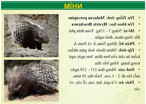 Wildlife Wonders at Vuon Xoai Eco-Tourism: Beyond the Tigers - image 2