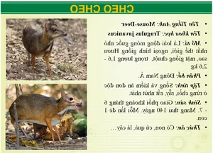Wildlife Wonders at Vuon Xoai Eco-Tourism: Beyond the Tigers - image 6