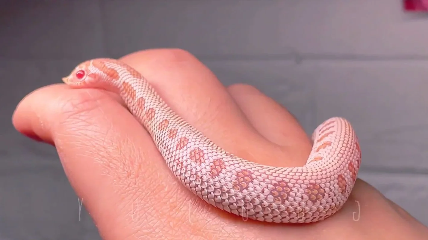 Top 4 Beautiful Non-Venomous Snakes for Pet Lovers in the Year of the Snake