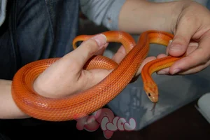 Top 4 Beautiful Non-Venomous Snakes for Pet Lovers in the Year of the Snake - image 2