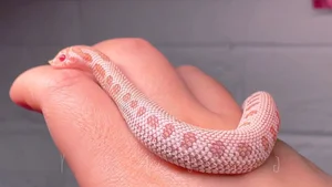 Top 4 Beautiful Non-Venomous Snakes for Pet Lovers in the Year of the Snake - image 0