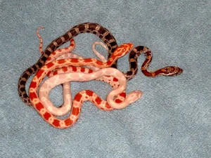 Top 4 Beautiful Non-Venomous Snakes for Pet Lovers in the Year of the Snake - image 1