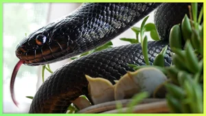 Top 4 Beautiful Non-Venomous Snakes for Pet Lovers in the Year of the Snake - image 4