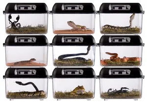 Top 4 Beautiful Non-Venomous Snakes for Pet Lovers in the Year of the Snake - image 5