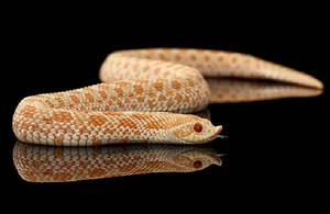 Top 4 Beautiful Non-Venomous Snakes for Pet Lovers in the Year of the Snake - image 7