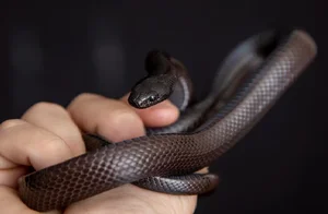 Top 4 Beautiful Non-Venomous Snakes for Pet Lovers in the Year of the Snake - image 6